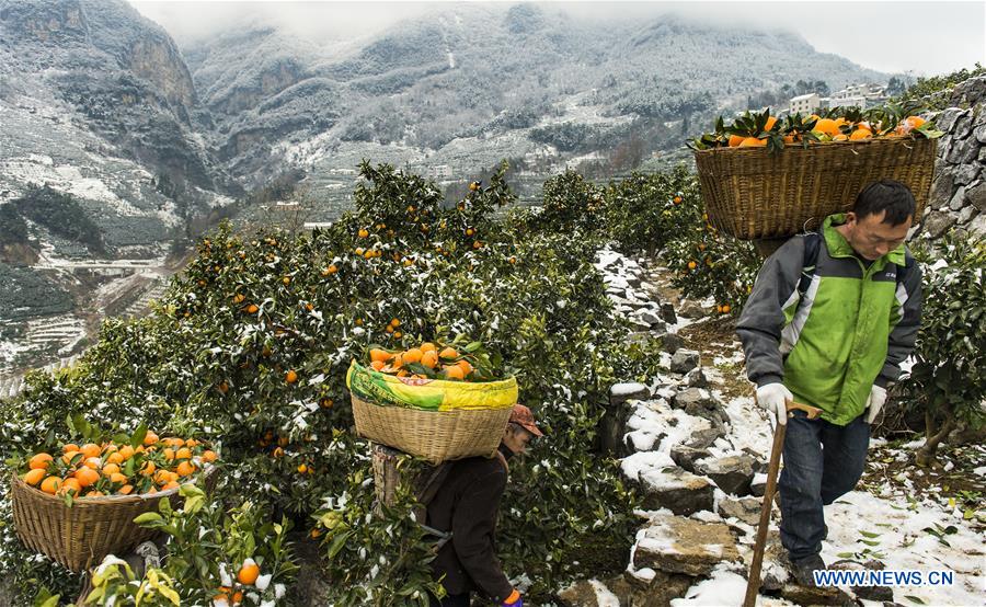 #CHINA-HUBEI-NAVEL ORANGE (CN)