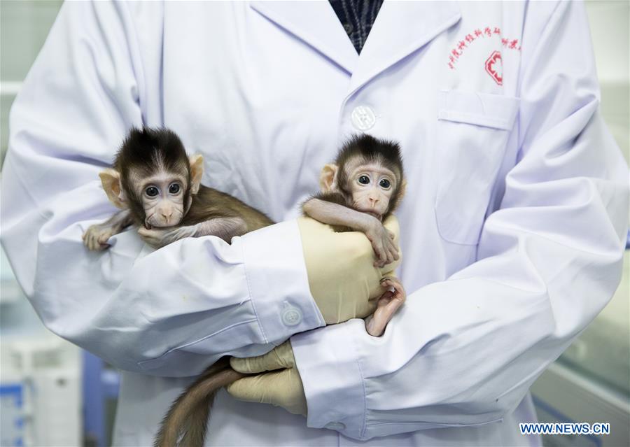 CHINA-BEIJING-CLONED MACAQUES-SUCCESS (CN)