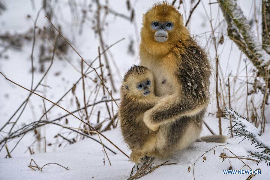 CHINA-HUBEI-SHENNONGJIA-GOLDEN MONKEY (CN)