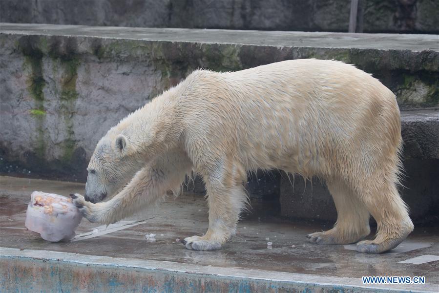 HUNGARY-BUDAPEST-ZOO-POLAR BEAR