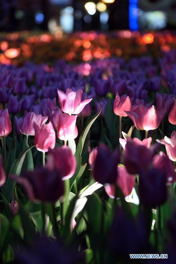 CHINA-HONG KONG-FLOWER SHOW (CN)