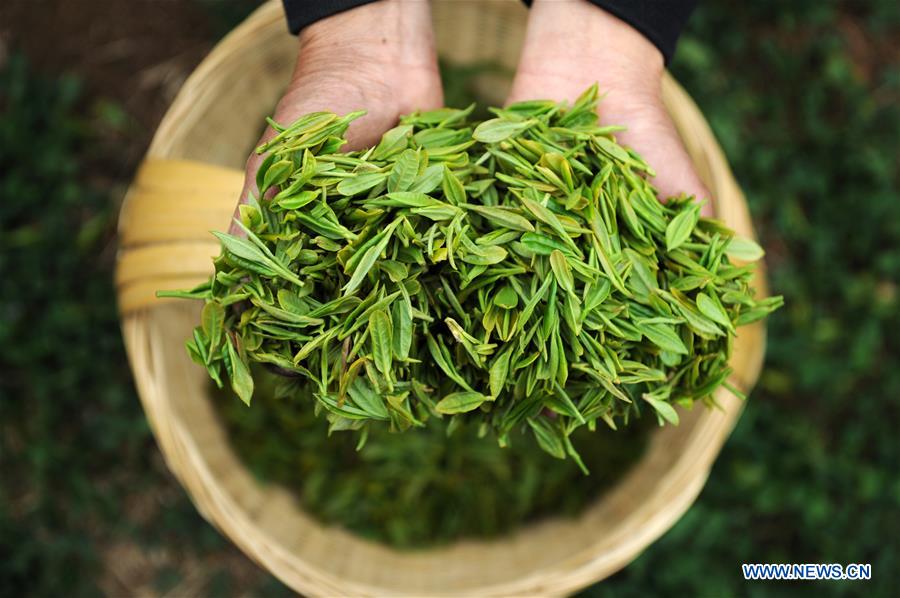 #CHINA-GUIZHOU-ANSHUN-TEA GARDEN (CN*)