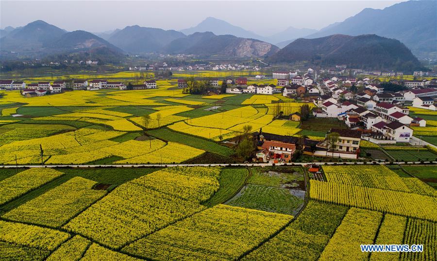 CHINA-SHAANXI-HANZHONG-RAPESEED FLOWER (CN)