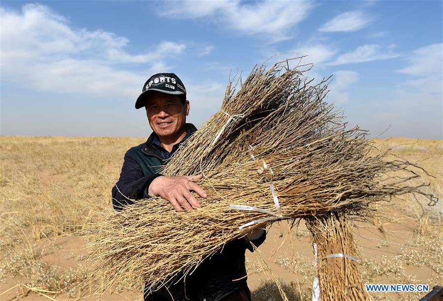 CHINA-INNER MONGOLIA-DESERT-GREENING (CN)