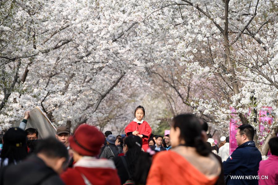 CHINA-BEIJING-CHERRY BLOSSOMS (CN)