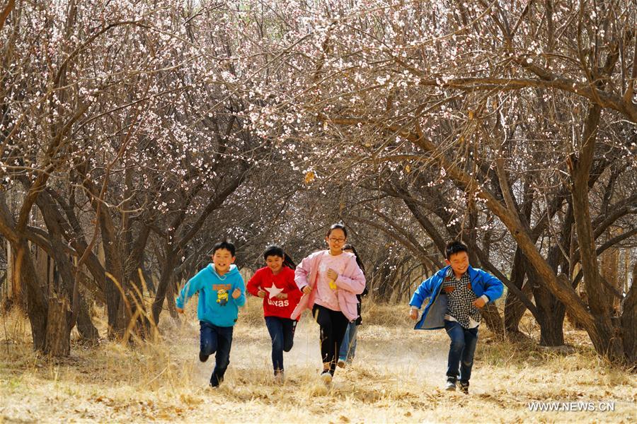 # CHINA-GANSU-SPRING-FLOWER(CN)