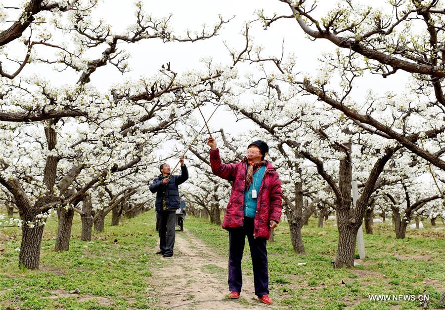 CHINA-SPRING-FARM WORK (CN)