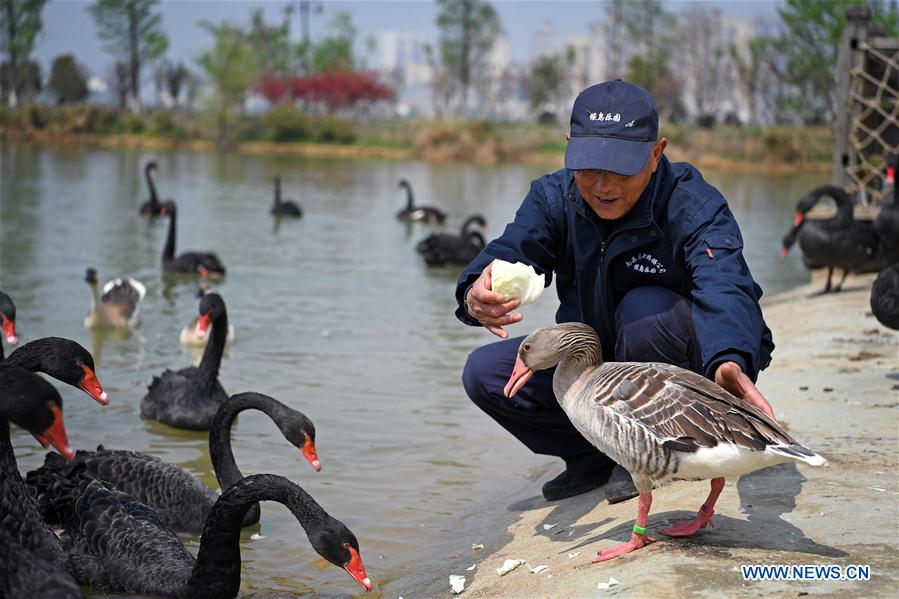 CHINA-JIANGXI-WILD GOOSE-OLD MAN-ATTACHMENT (CN)