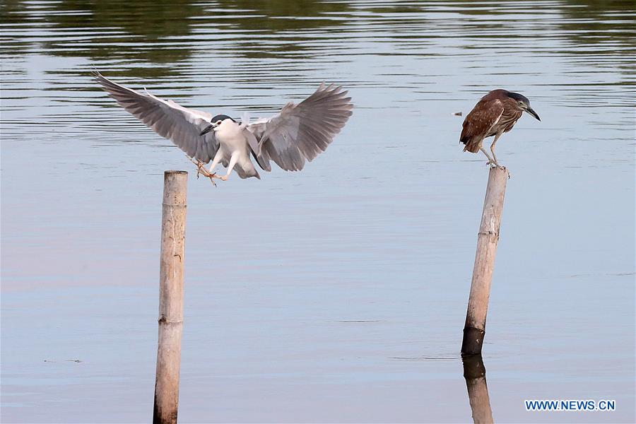 PHILIPPINES-PARANAQUE CITY-WETLANDS-BIRDS