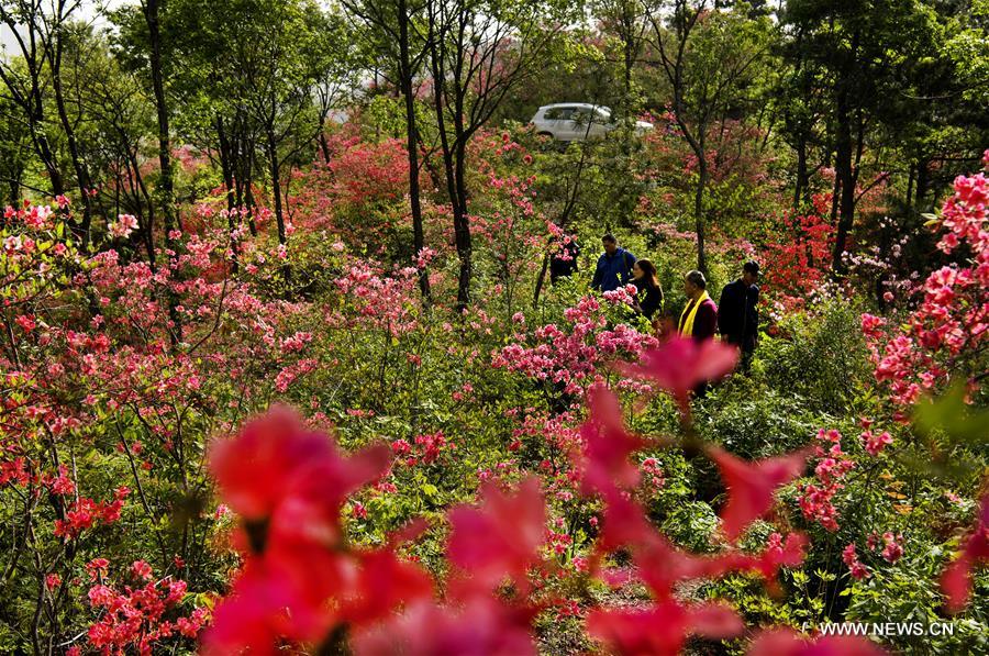 CHINA-ANHUI-JINZHAI-AZALEA FLOWER (CN)