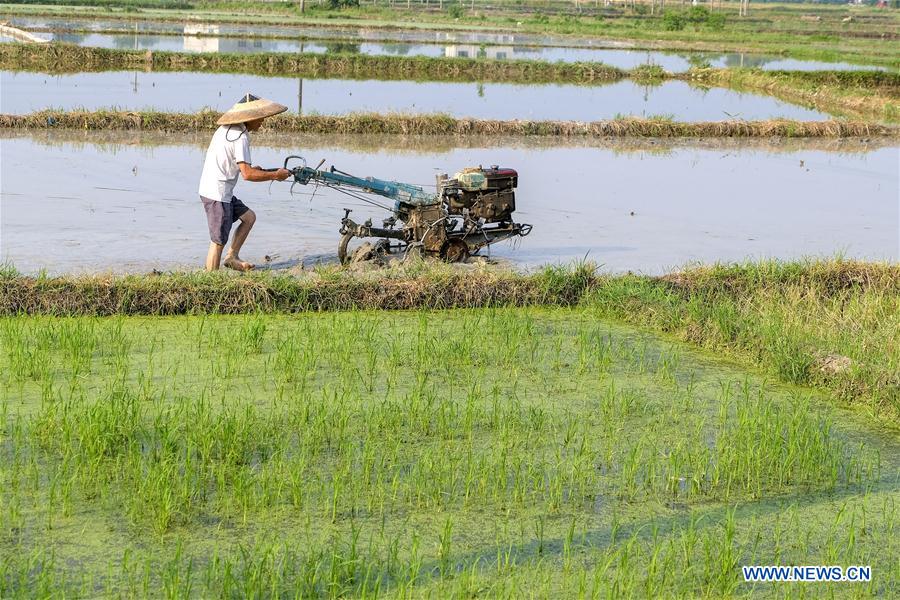 #CHINA-FARM WORK (CN)