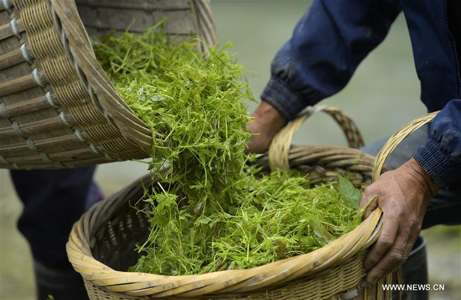 #CHINA-HUBEI-VINE TEA (CN)