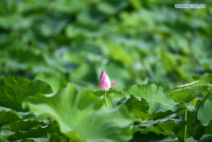 XINHUA PHOTO WEEKLY CHOICES