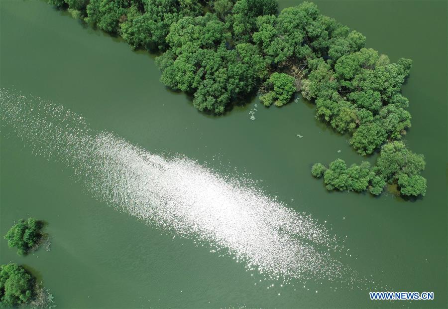 CHINA-SHAANXI-XI'AN-WETLAND-ECOLOGY (CN)