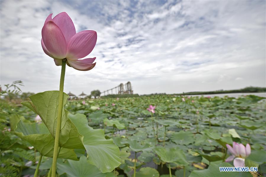 CHINA-NINGXIA-LOTUS FLOWER (CN)