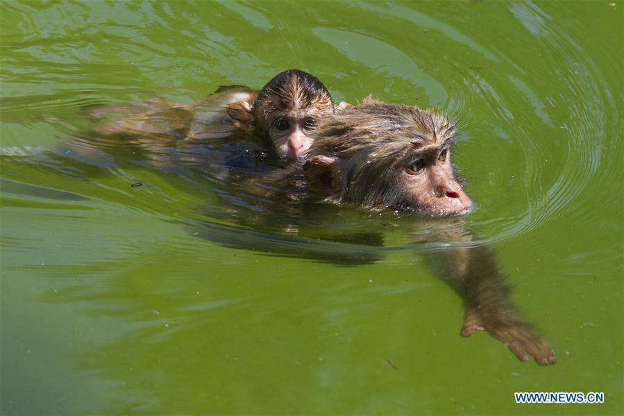 #CHINA-ZOO-ANIMALS-COOL OFF (CN)