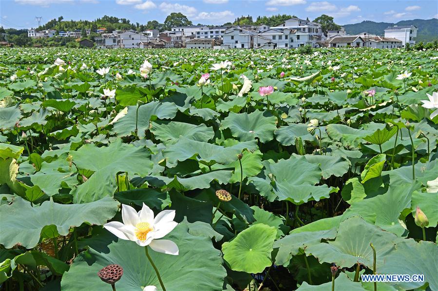 CHINA-JIANGXI-LOTUS-TOURISM (CN)