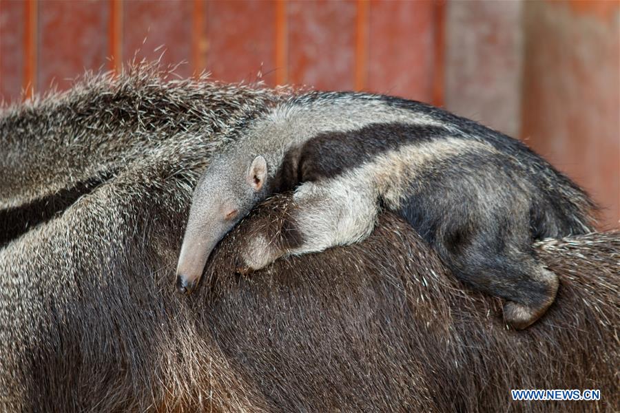 HUNGARY-BUDAPEST-ZOO-ANIMAL-NEW BORN