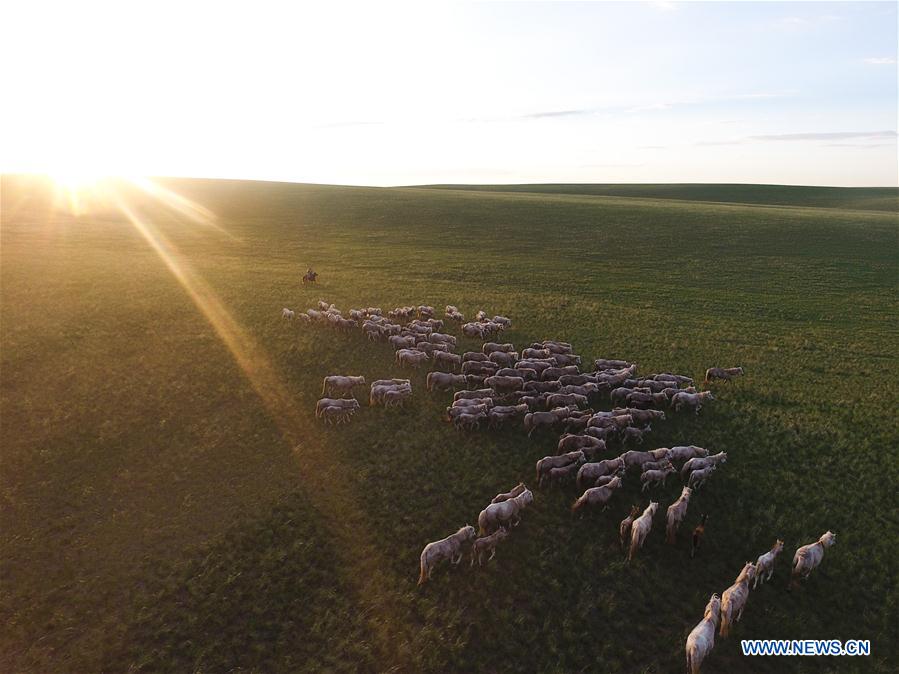 CHINA-INNER MONGOLIA-XILIN GOL-HORSE-SCENERY (CN)