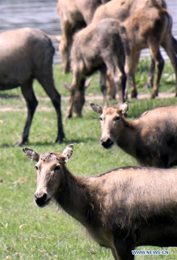 CHINA-BEIJING-MILU-PROTECTION (CN)