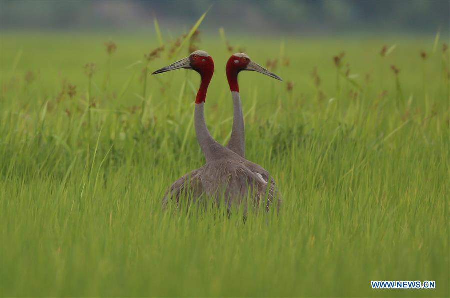 MYANMAR-MAUBIN-SARUS CRANE