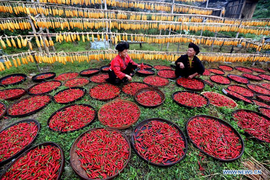 #CHINA-AGRICULTURE-HARVEST-FESTIVAL (CN)