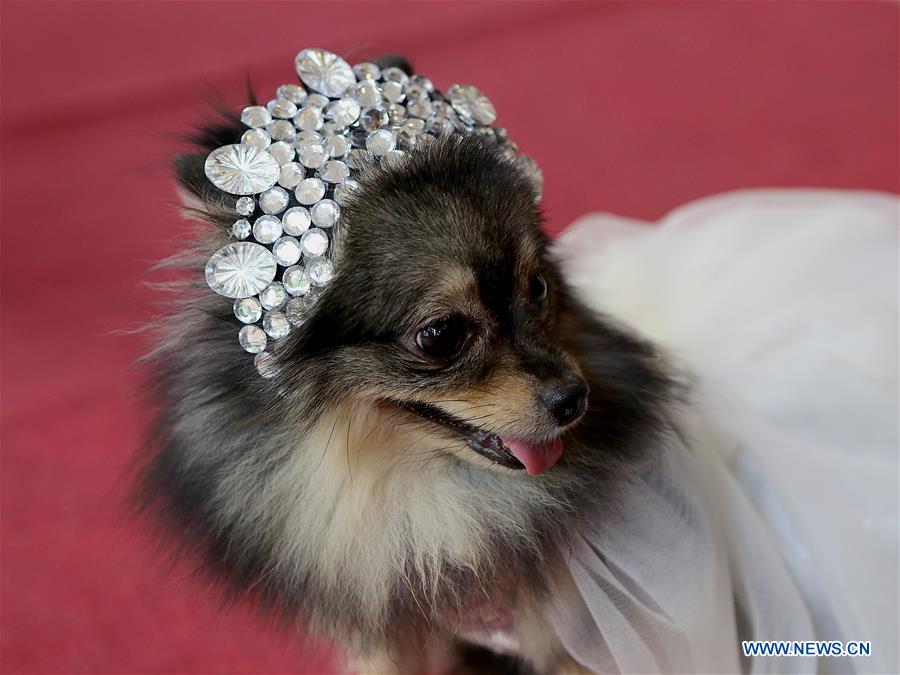 PHILIPPINES-QUEZON CITY-PET PARADE