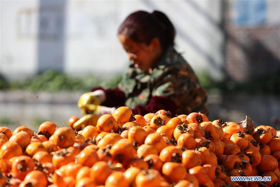 #CHINA-HEIBEI-JINGXING-PERSIMMON (CN)