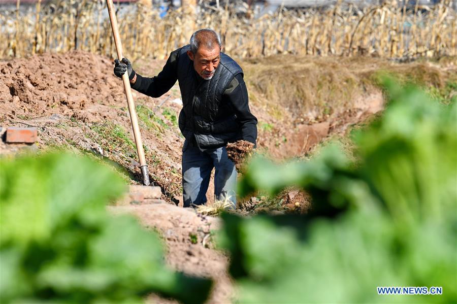 CHINA-SHANXI-YAM-HARVEST (CN)