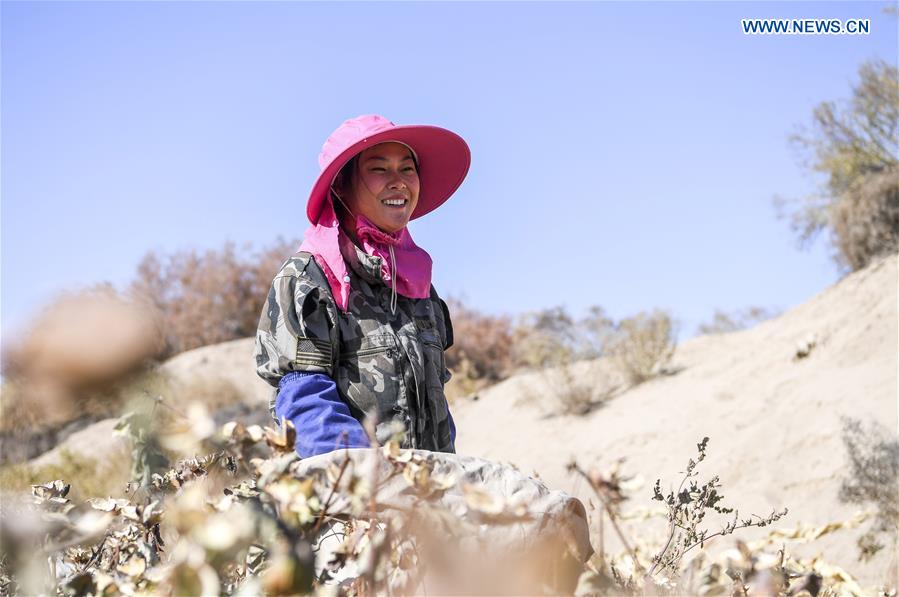 CHINA-XINJIANG-URUMQI-COTTON SEASON(CN)