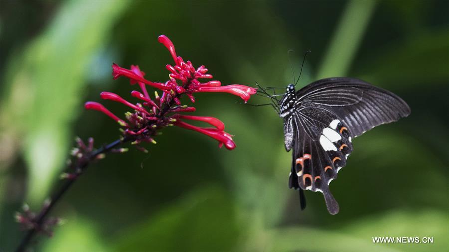 CHINA-FUZHOU-FLOWERS-BUTTERFLY (CN) 