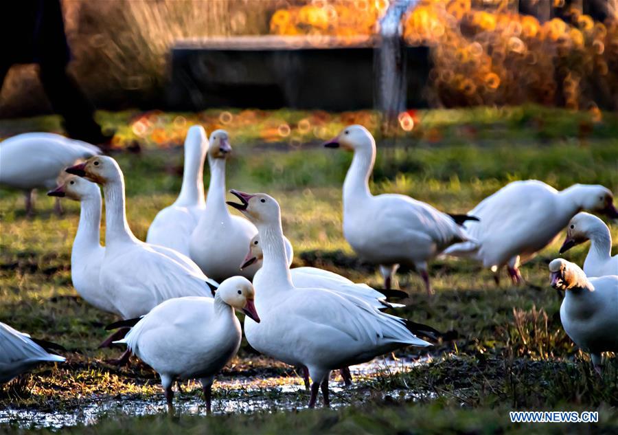 CANADA-RICHMOND-SNOW GEESE