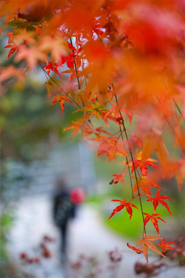 CHINA-MAPLE LEAVES-SCENERY (CN)