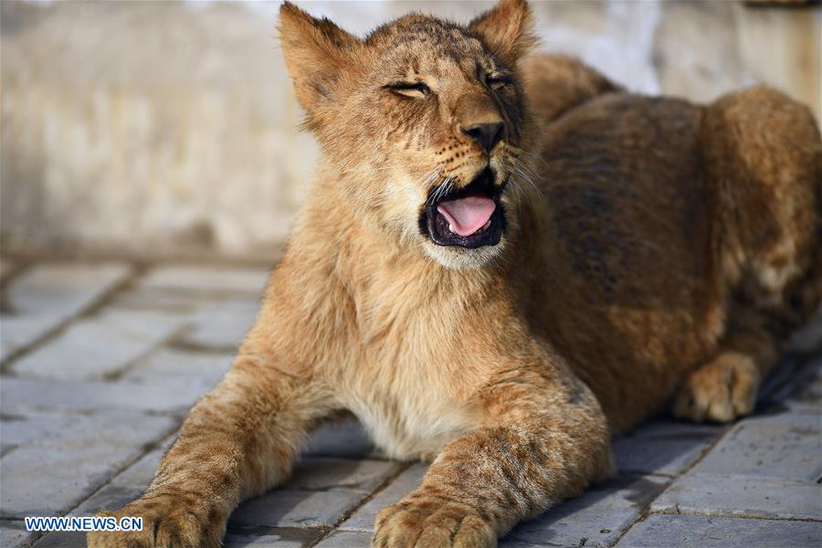 CHINA-QINGHAI-AFRICAN LION (CN)