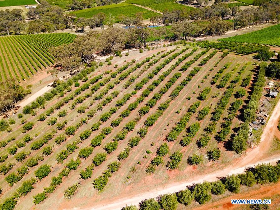 AUSTRALIA-YOUNG-CHERRY CAPITAL OF AUSTRALIA