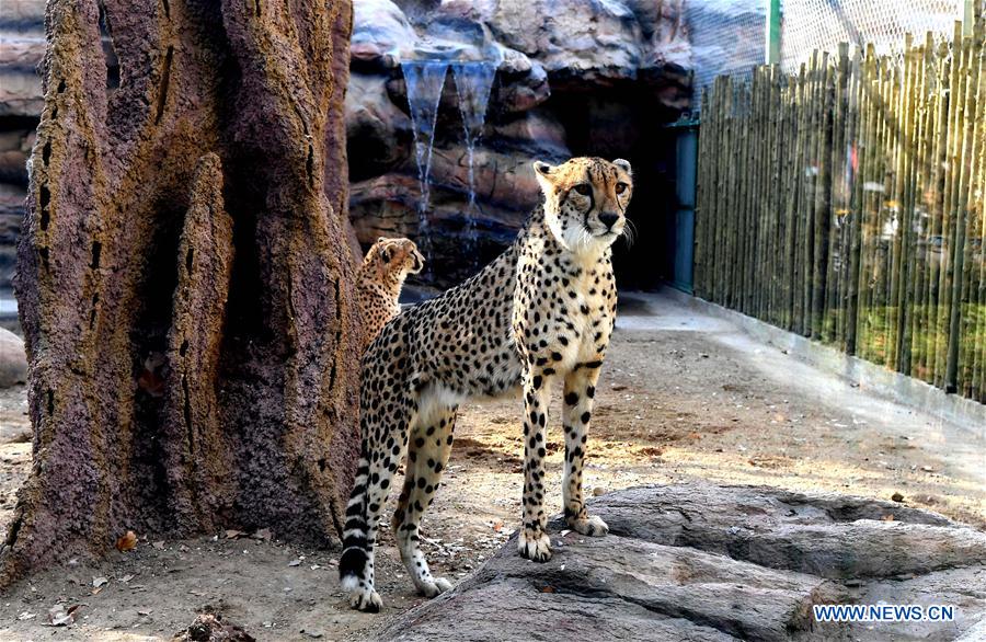 CHINA-HENAN-CHEETAH