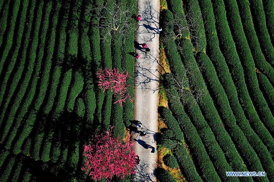 CHINA-FUJIAN-CHERRY-TEA GARDEN (CN)