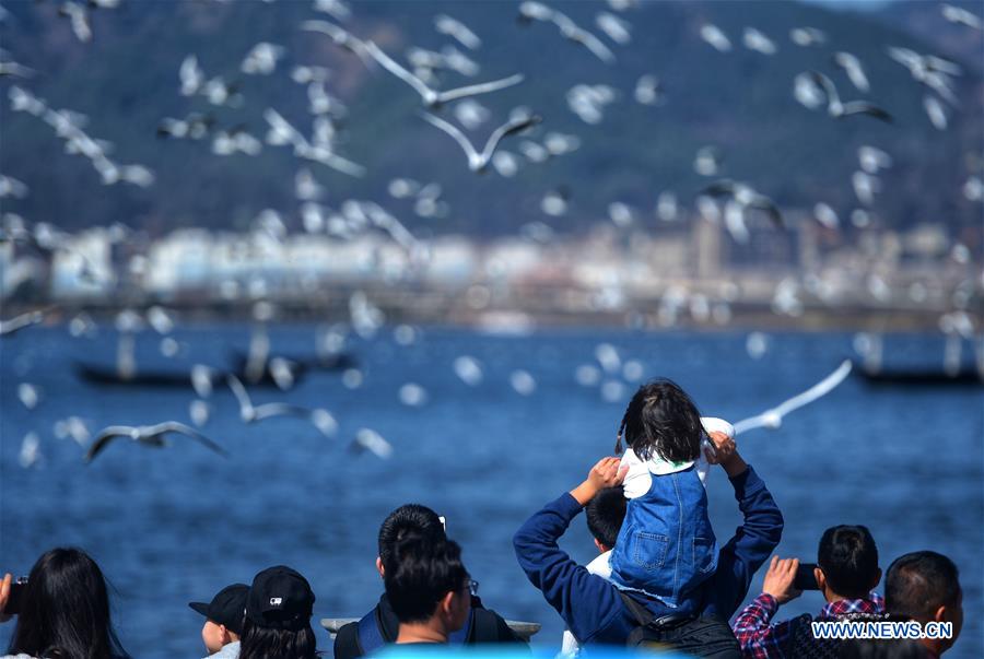 CHINA-KUNMING-SPRING FESTIVAL-BLACK-HEADED GULLS (CN)