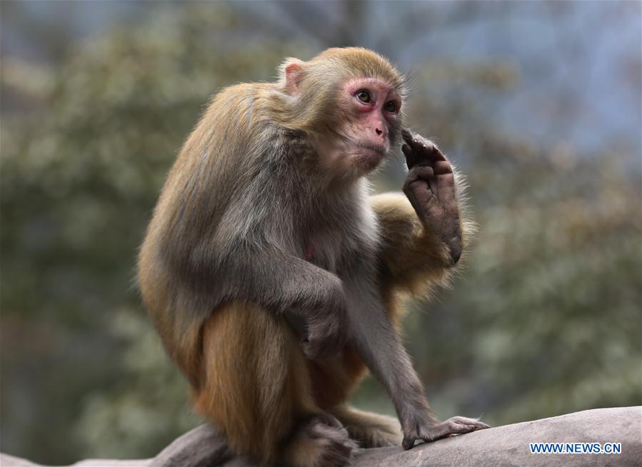 #CHINA-HUNAN-SPRING-MACAQUES(CN)