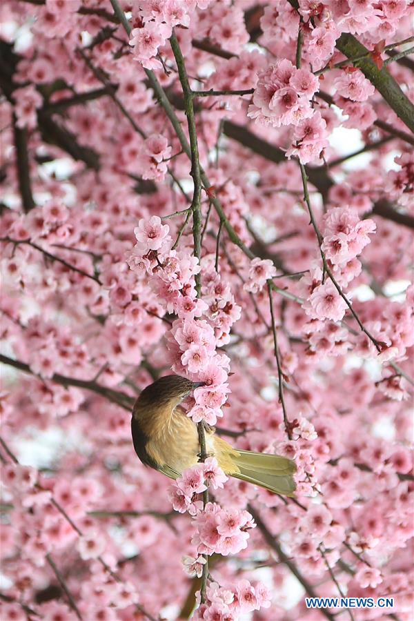 #CHINA-SPRING-BIRD (CN)