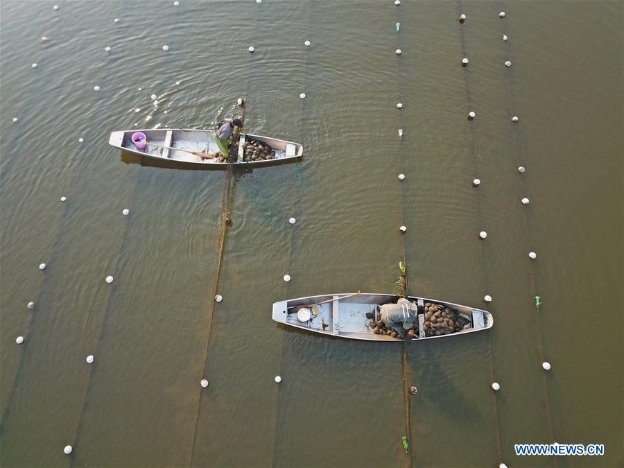 #CHINA-SPRING-FARM WORK (CN)