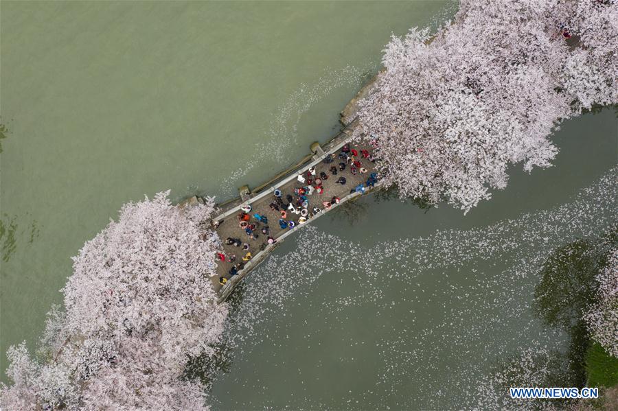 CHINA-JIANGSU-WUXI-CHERRY BLOSSOMS (CN)