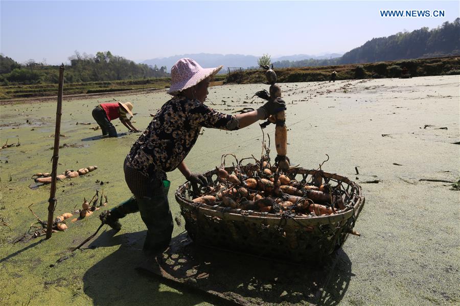 #CHINA-HUNAN-XIANGXI-FARM WORK-LOTUS ROOTS (CN)