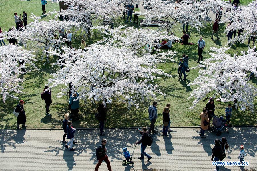 LITHUANIA-VILNIUS-CHERRY BLOSSOMS