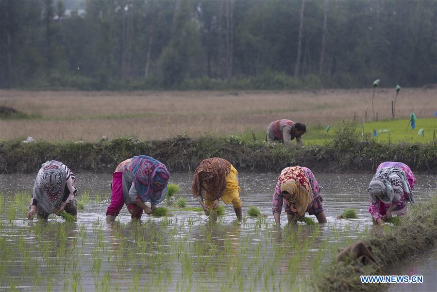 KASHMIR-SRINAGAR-RICE PLANTING