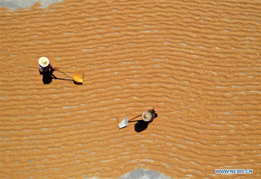 #CHINA-SHANXI-YUNCHENG-FARM WORK (CN)