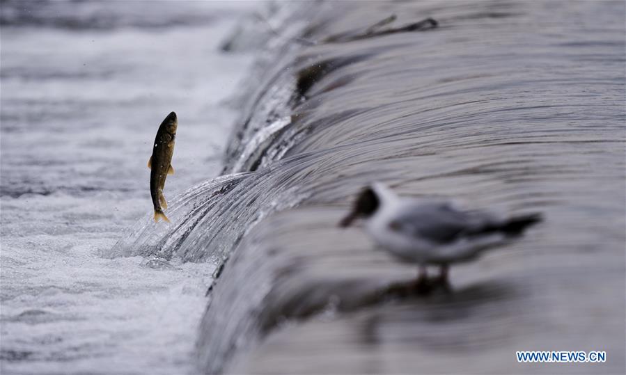 CHINA-QINGHAI-NAKED CARP-MIGRATION-SPAWNING (CN)