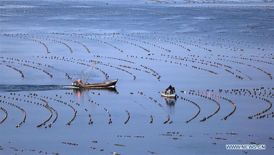 CHINA-DALIAN-CHANGHAI-FISH HARVEST(CN)