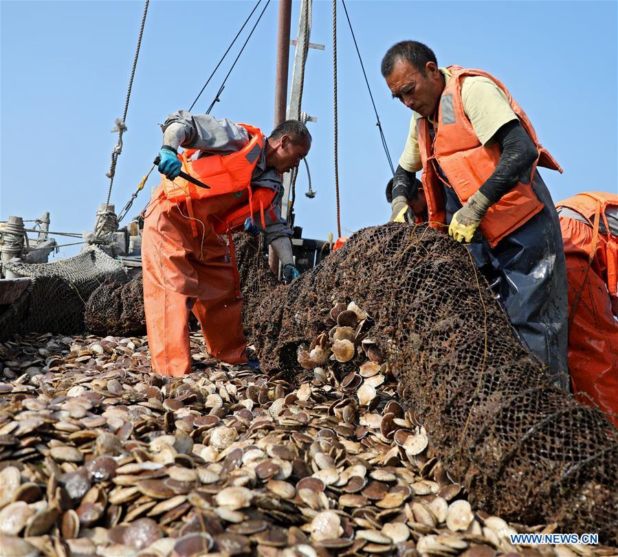 CHINA-DALIAN-CHANGHAI-FISH HARVEST(CN)