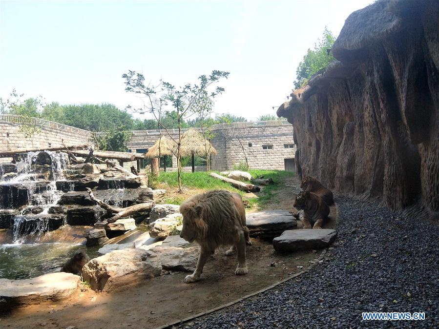 (BeijingCandid)CHINA-BEIJING-SUMMER-ANIMAL (CN)